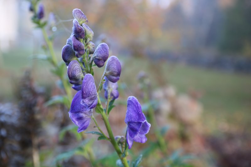 Aconitum carmichaelii 'Arendsii' Ametistiukonhattu